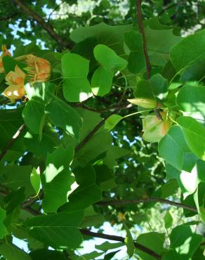 Fotografia 9 da espécie Liriodendron tulipifera no Jardim Botânico UTAD