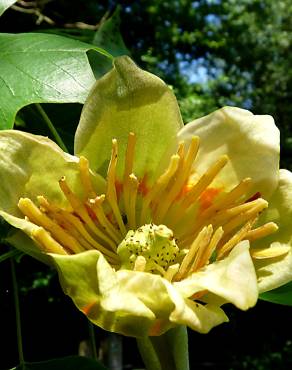 Fotografia 12 da espécie Liriodendron tulipifera no Jardim Botânico UTAD