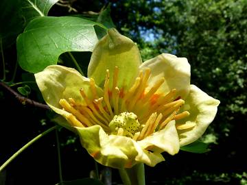 Fotografia da espécie Liriodendron tulipifera