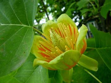 Fotografia da espécie Liriodendron tulipifera