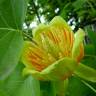 Fotografia 13 da espécie Liriodendron tulipifera do Jardim Botânico UTAD