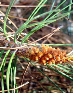 Fotografia 7 da espécie Pinus pinaster no Jardim Botânico UTAD