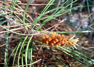 Fotografia da espécie Pinus pinaster