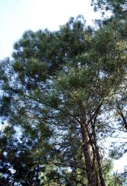 Fotografia da espécie Pinus pinaster