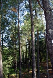 Fotografia da espécie Pinus pinaster
