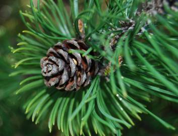 Fotografia da espécie Pinus mugo