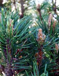 Pinus mugo