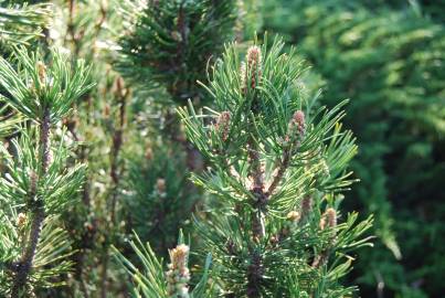 Fotografia da espécie Pinus mugo