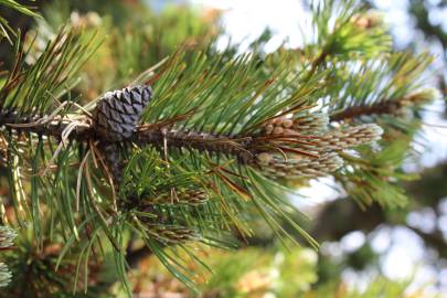 Fotografia da espécie Pinus mugo