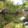 Fotografia 8 da espécie Pinus mugo do Jardim Botânico UTAD