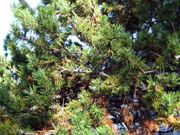 Fotografia da espécie Pinus mugo
