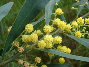 Fotografia da espécie Acacia retinodes