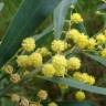 Fotografia 5 da espécie Acacia retinodes do Jardim Botânico UTAD