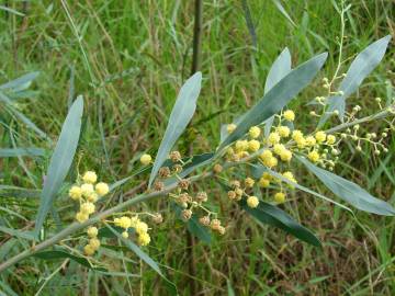 Fotografia da espécie Acacia retinodes