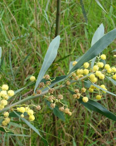 Fotografia de capa Acacia retinodes - do Jardim Botânico