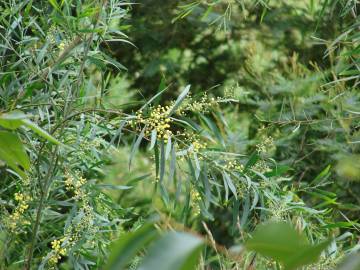 Fotografia da espécie Acacia retinodes