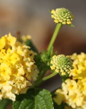 Fotografia 9 da espécie Acacia retinodes no Jardim Botânico UTAD