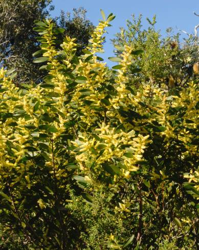 Fotografia de capa Acacia sophorae - do Jardim Botânico