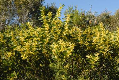 Fotografia da espécie Acacia sophorae