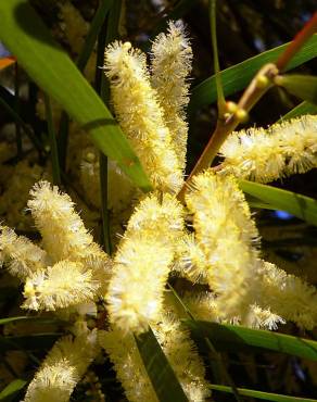 Fotografia 3 da espécie Acacia sophorae no Jardim Botânico UTAD