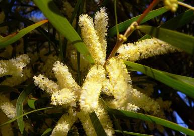 Fotografia da espécie Acacia sophorae