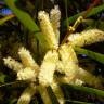 Fotografia 3 da espécie Acacia sophorae do Jardim Botânico UTAD