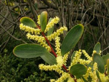 Fotografia da espécie Acacia sophorae