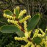 Fotografia 4 da espécie Acacia sophorae do Jardim Botânico UTAD