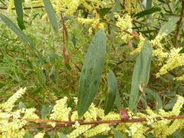 Fotografia da espécie Acacia sophorae