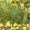 Fotografia 5 da espécie Acacia sophorae do Jardim Botânico UTAD