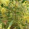 Fotografia 6 da espécie Acacia sophorae do Jardim Botânico UTAD