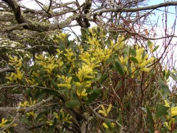 Fotografia da espécie Acacia sophorae