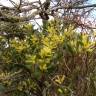 Fotografia 7 da espécie Acacia sophorae do Jardim Botânico UTAD