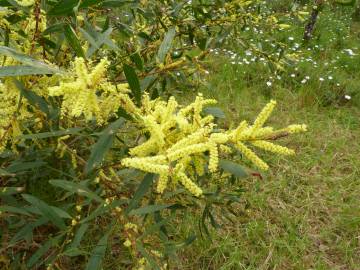 Fotografia da espécie Acacia sophorae