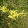 Fotografia 8 da espécie Acacia sophorae do Jardim Botânico UTAD
