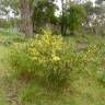 Fotografia 9 da espécie Acacia sophorae do Jardim Botânico UTAD