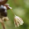 Fotografia 7 da espécie Allium oleraceum do Jardim Botânico UTAD