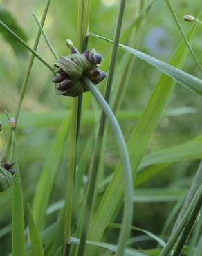 Fotografia 8 da espécie Allium oleraceum no Jardim Botânico UTAD