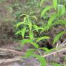 Fotografia 6 da espécie Aloysia citrodora do Jardim Botânico UTAD