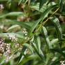 Fotografia 8 da espécie Aloysia citrodora do Jardim Botânico UTAD