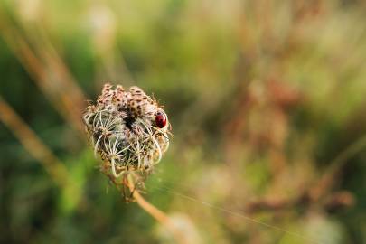 Fotografia da espécie Ammi visnaga