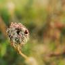 Fotografia 7 da espécie Ammi visnaga do Jardim Botânico UTAD