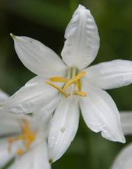 Anthericum liliago