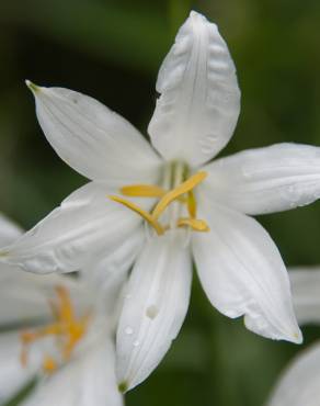 Fotografia 1 da espécie Anthericum liliago no Jardim Botânico UTAD