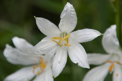 Fotografia da espécie Anthericum liliago