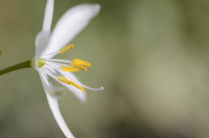 Fotografia da espécie Anthericum liliago