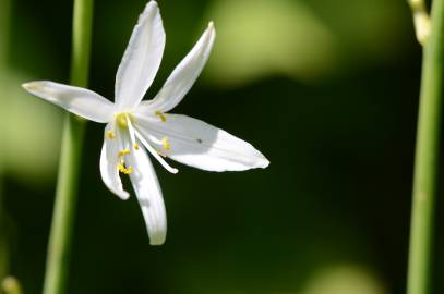 Fotografia da espécie Anthericum liliago