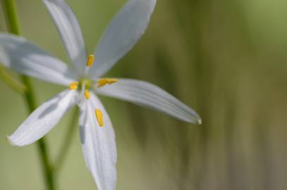 Fotografia da espécie Anthericum liliago