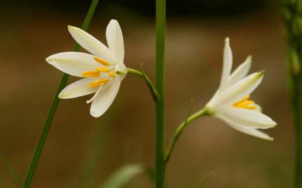 Fotografia da espécie Anthericum liliago