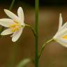 Fotografia 5 da espécie Anthericum liliago do Jardim Botânico UTAD